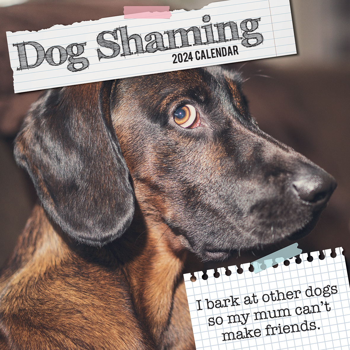 Dog Shaming 2024 Square Wall Calendar Pets Animals 16 Months Premium