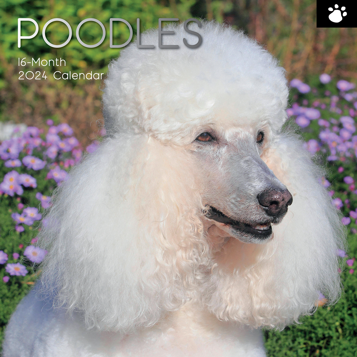 Poodles 2024 Square Wall Calendar Pets Dog 16 Months Premium Planner