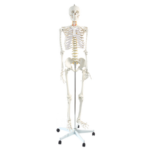 Human Skeleton Anatomical Model 180cm