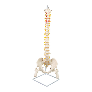 Life Size Flexible Vertebral Spine Pelvis & Femur Skeleton Model Anatomy Model