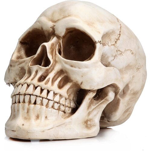 1:1 Replica Realistic Human Adult Skull Head Bone Model