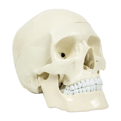 Life Size Anatomical Deluxe Human Skull Model Medical Skeleton Anatomy Replica